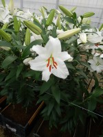 [5275 Siberia MakTL No02.JPG]